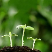 遼寧復合肥專用氧化鋅